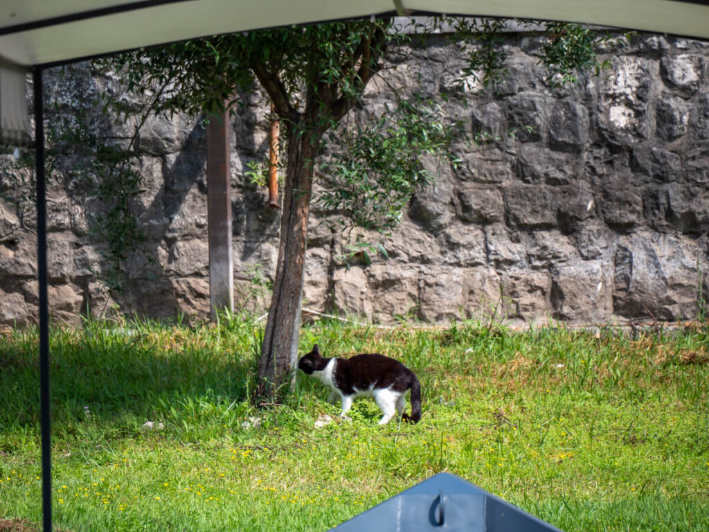 A cat relaxing on the grass by the river in Rijeka Crnojevića.