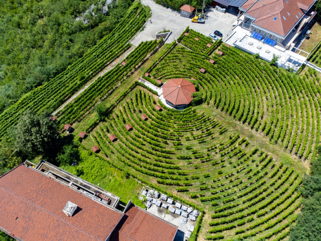 The circular vines of Lipovac Winery in Montenegro, viewed from a drone.