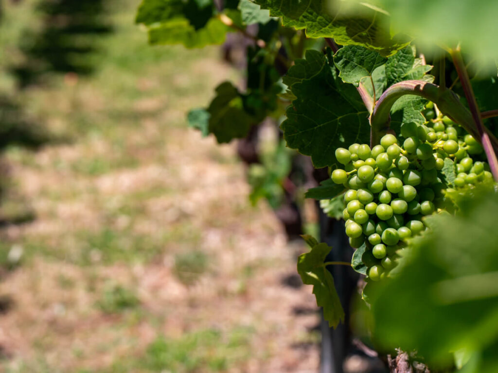 Grapes on a vine in the sunshine.
