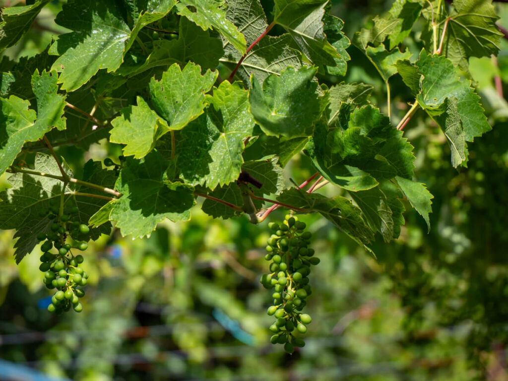 Grapes on a vine in Montenegro's wine region.