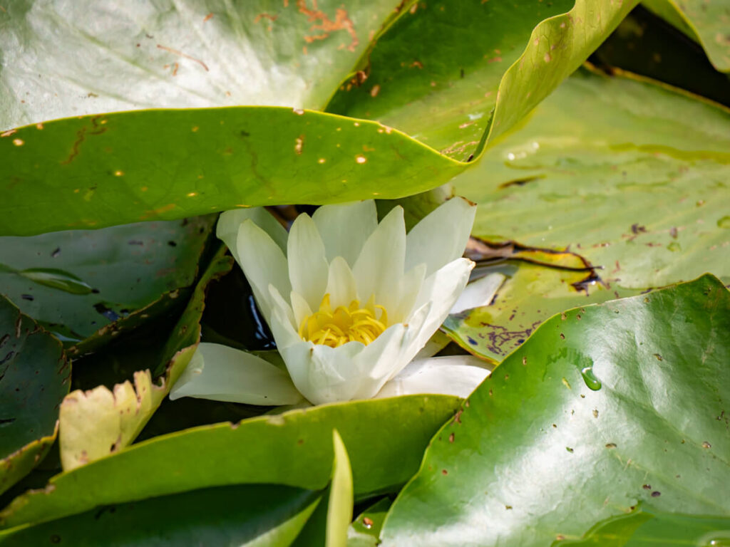 A close view of a white water lily with a yellow centre on Lake Skadar.