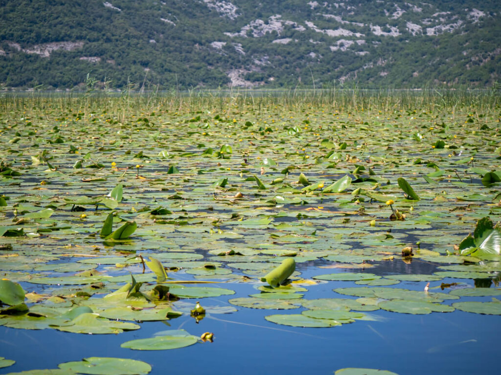 Lily pads stretching far into the distance on Lake Skadar.