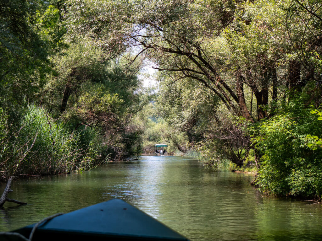 Trees stretching over a thin channel of River Rijeka Crnojevica.