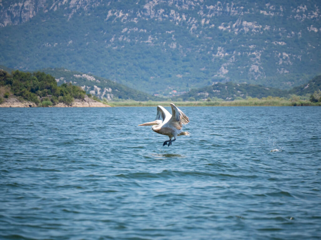 A pelican spreading its wings for take-off from the water on Lake Skadar.