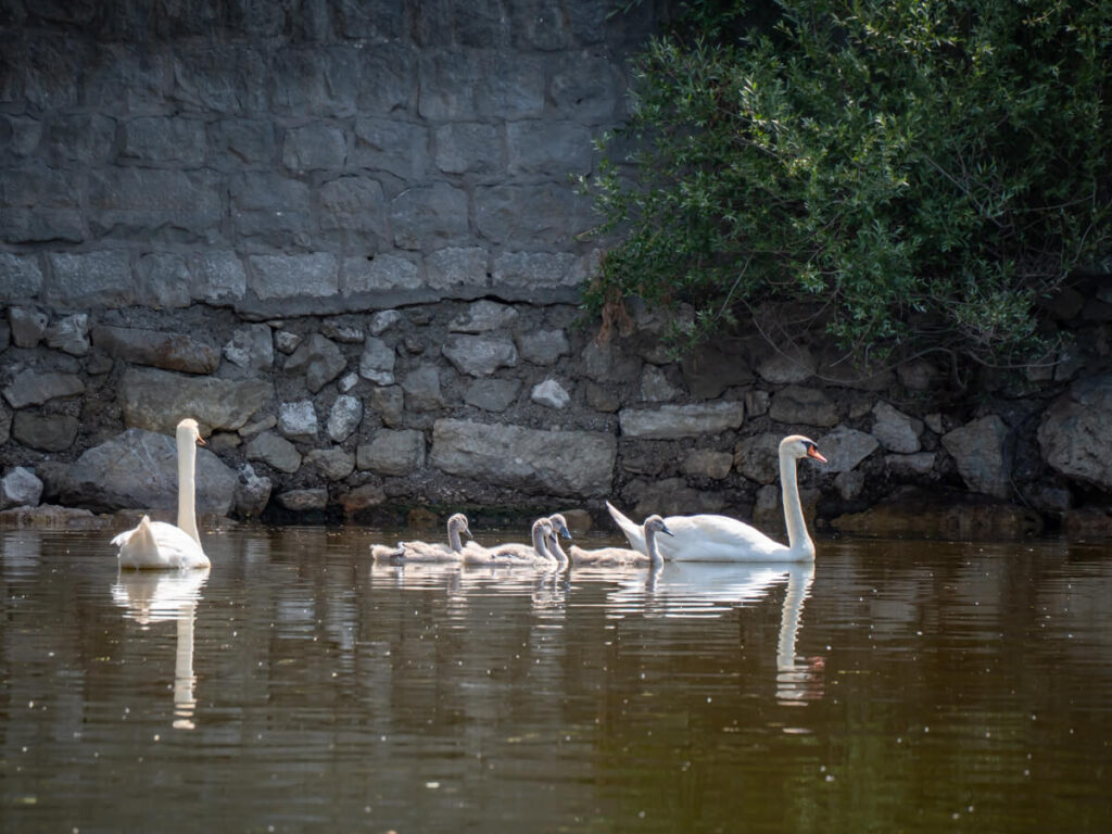 A family of swans moving across the water. The mother in the front, babies in the middle, and the father in the back.