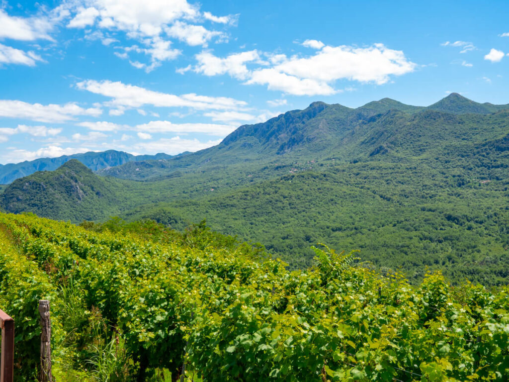 Vines stretching off into the mountainous distance in the wine region of Montenegro.