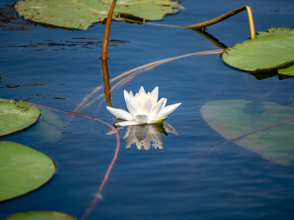 A white water lily in Lake Skadar National Park.