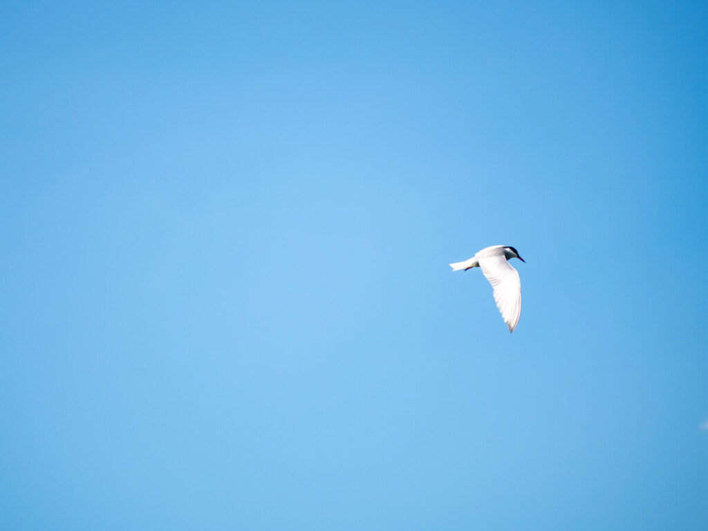 A whiskered tern flying through the sky at Lake Skadar.