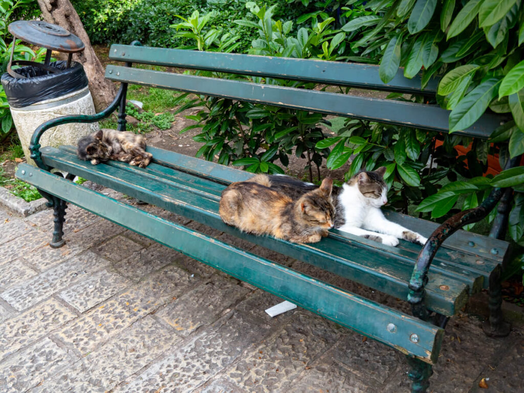 Three cats relaxing on a bench in the famous Cat Park, a must-see spot in Kotor old town.