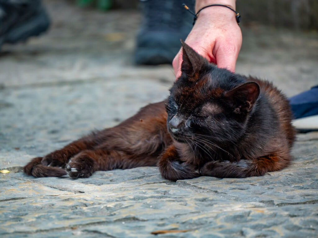 A black cat being petted on a street in Kotor, Montenegro.