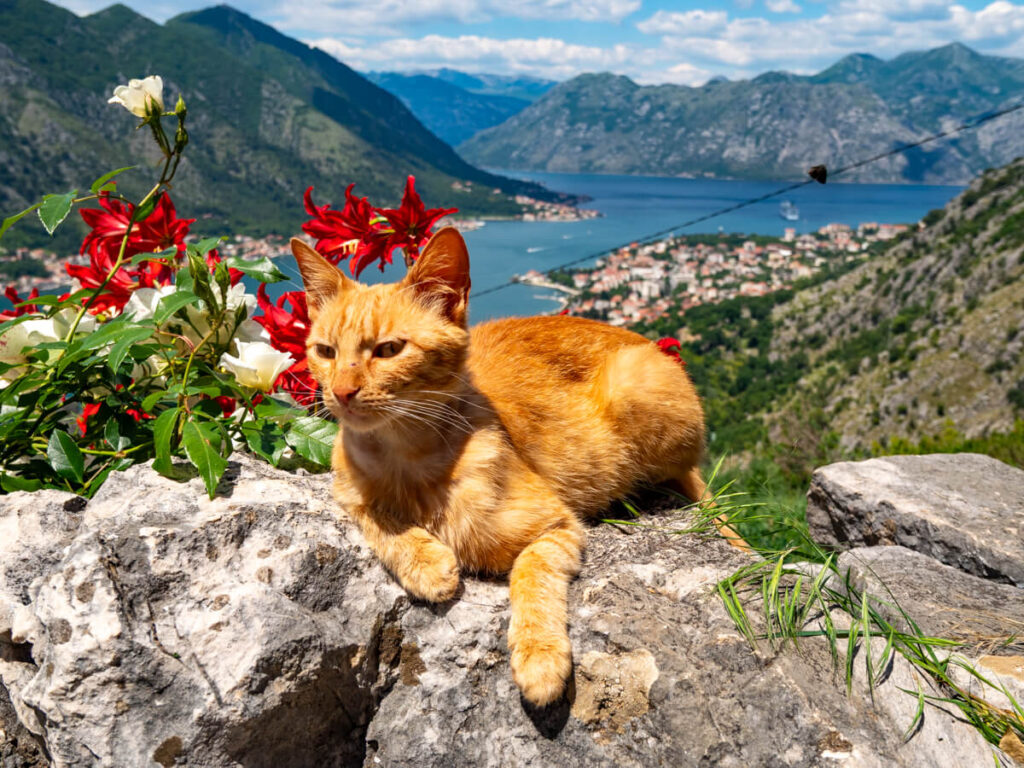 A ginger cat lounging on a rock in front of a view of the Bay of Kotor, taken at the Cheese Shop on the Ladder of Kotor.