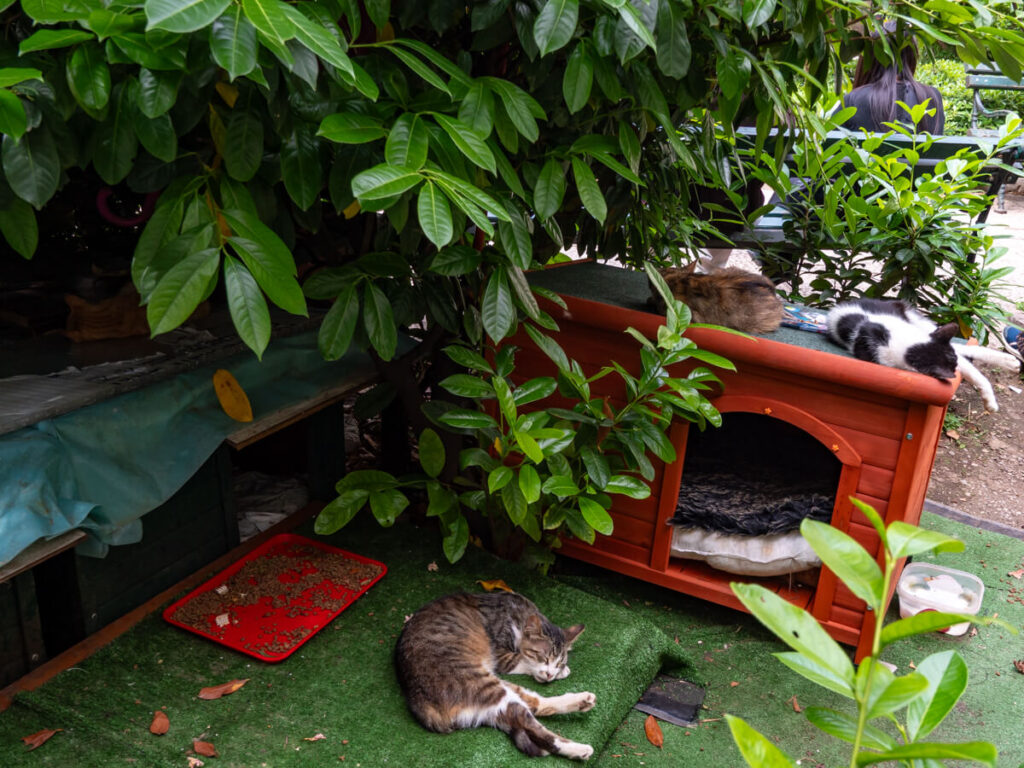 Cats sleeping in a wooden shelter in Cat Park in Kotor, Montenegro.