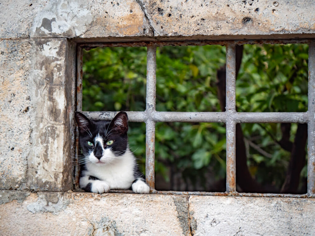 A black and white cat peeking through a window grate in a wall in Perast, Montenegro.