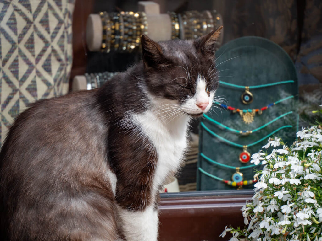 A black and white cat snoozing upright on a windowsill of a shop in Kotor's Old Town.