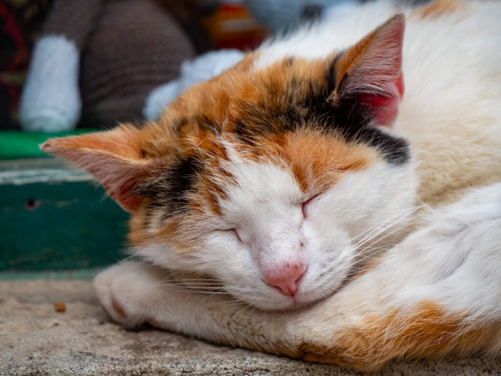 A ginger and white cat sleeping in Kotor's Old Town, Montenegro.