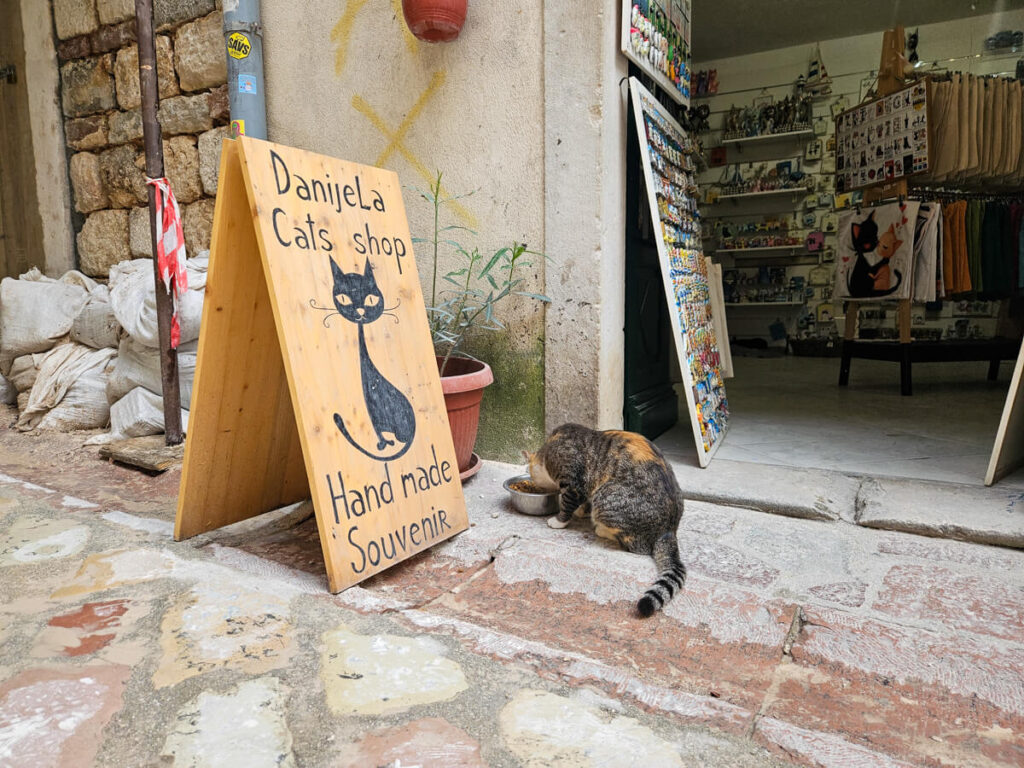 A cat eating from a bowl outside the famous Danijela's Cat Shop in Kotor.