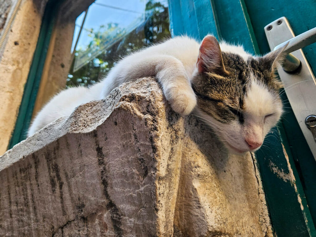 A white and grey cat sleeping on a window ledge, its head drooping over the edge, in Kotor, Montenegro.