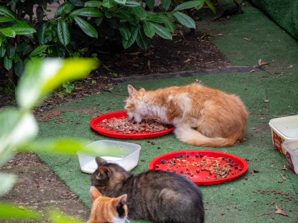 Cats eating food off red plates in Cat Park in Kotor, Montenegro.