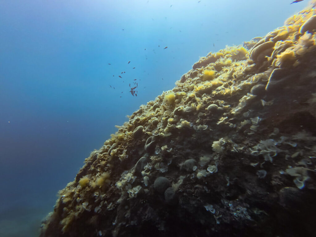 A coral reef underwater near Budva, Montenegro.