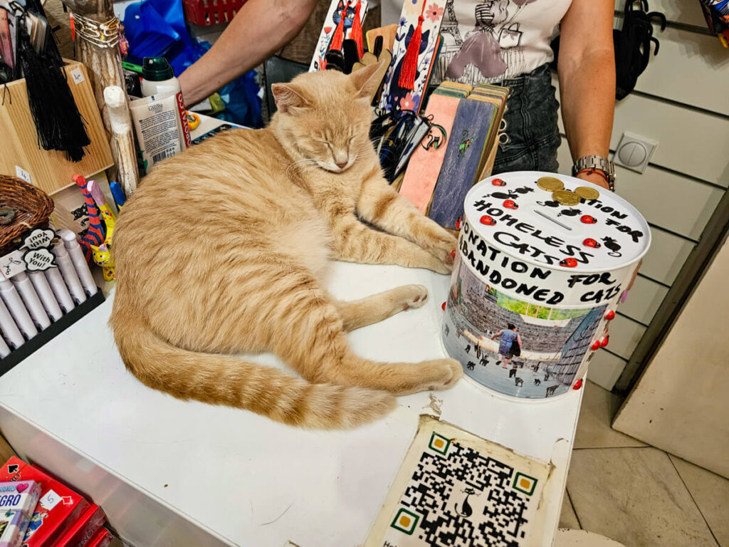 A ginger cat sleeping on the counter of Daniela's souvenir shop in Kotor, Montenegro.