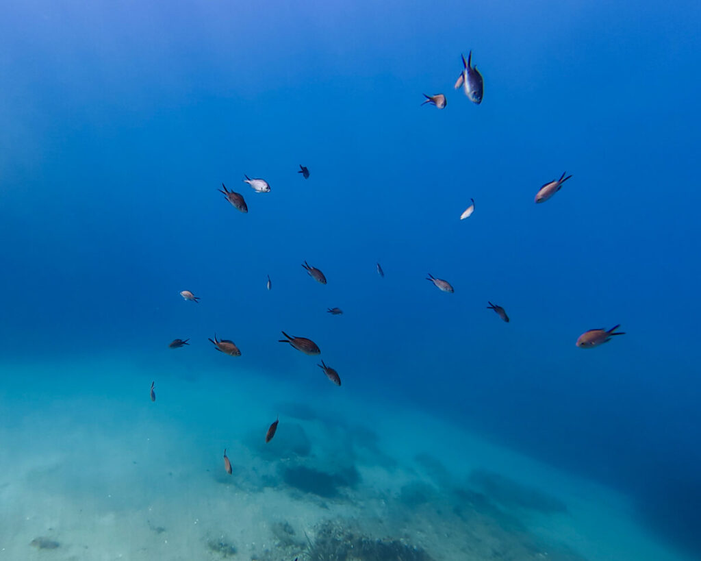 Little silver fish underwater, seen while diving in Budva, Montenegro.