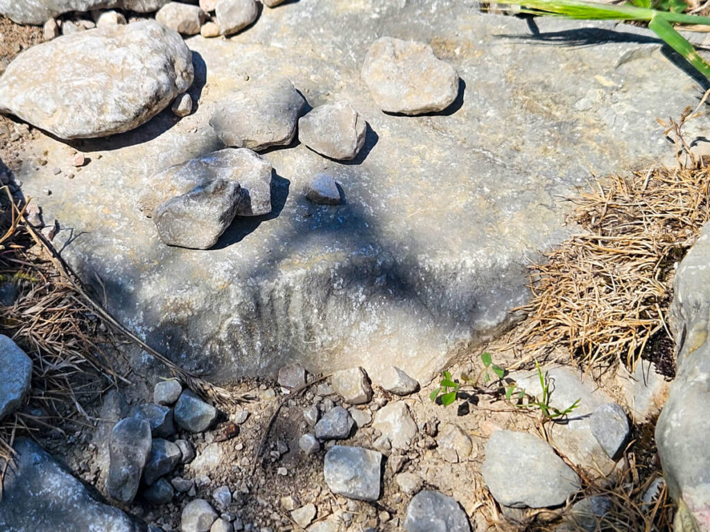 A fossil of a shell in the rocky path of the Ladder of Kotor.