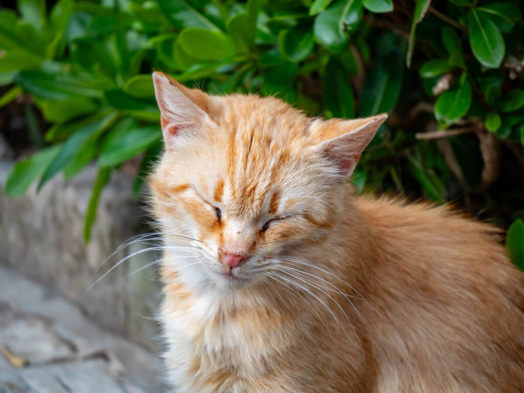 A sleepy ginger cat in Kotor, Montenegro.