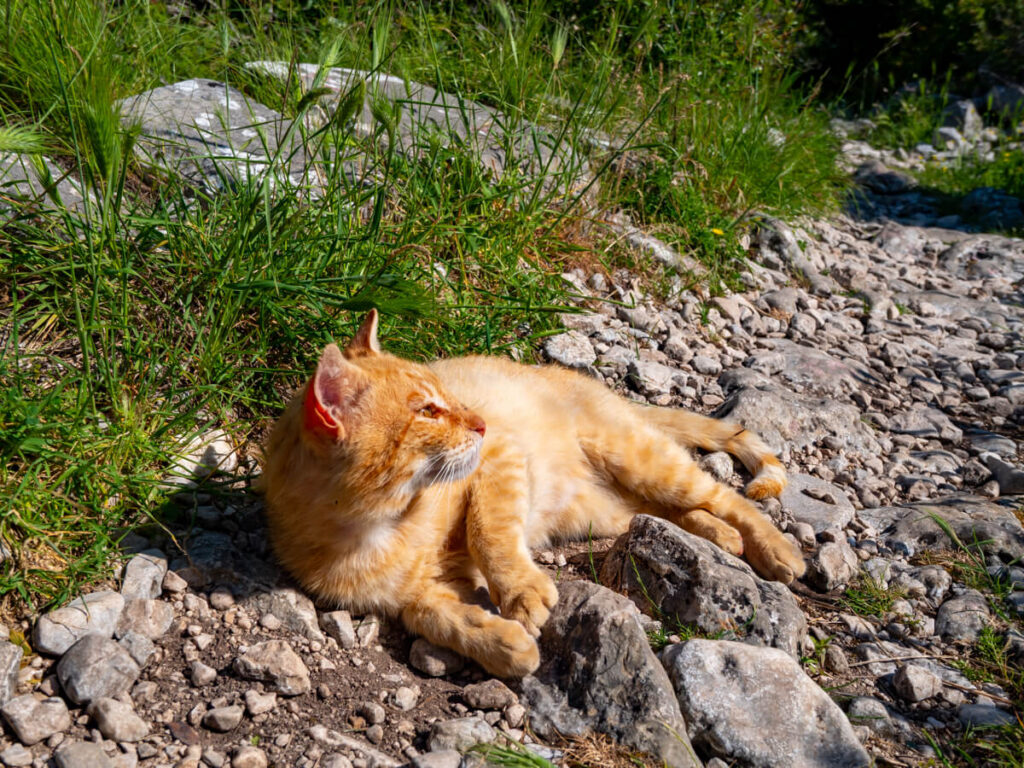 A ginger cat lounging on the Ladder of Kotor trail.