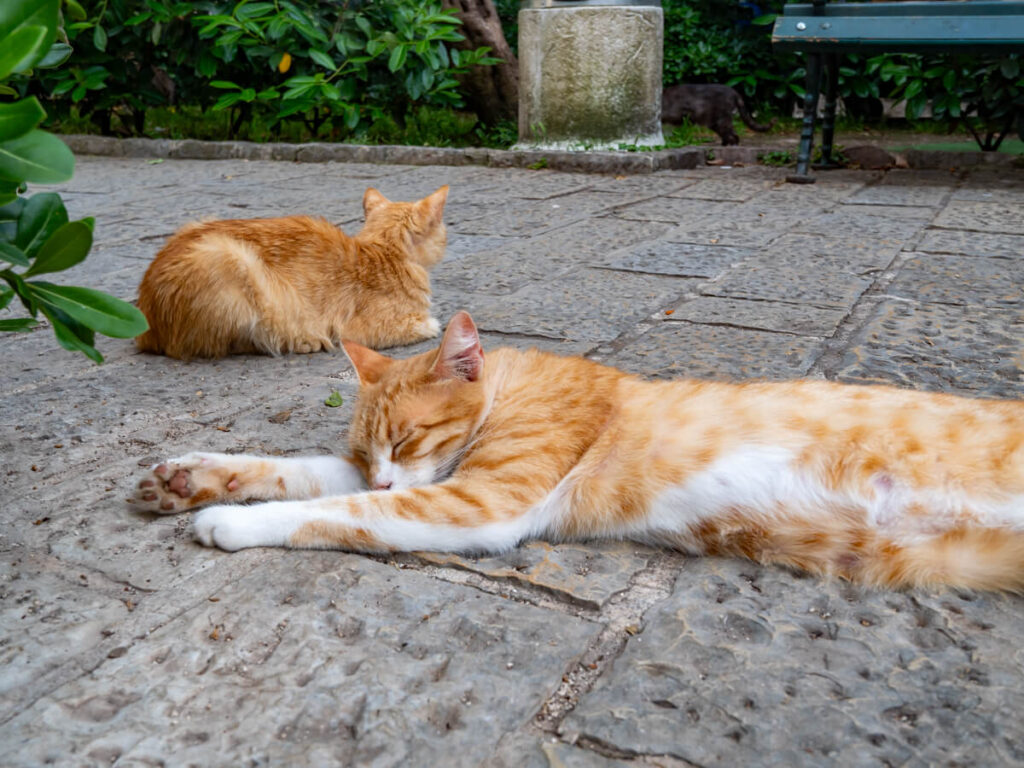 Ginger cats sleeping on the pavement in Cat Park in Kotor, Montenegro.