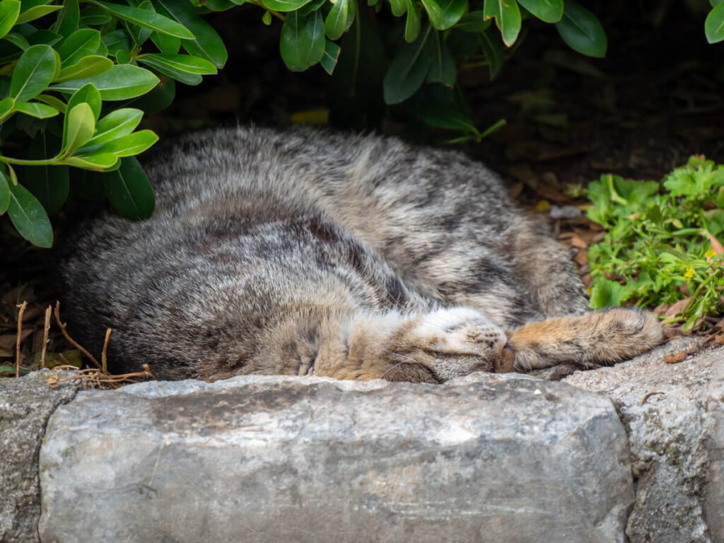 A grey cat asleep under a bush in Kotor, Montenegro.