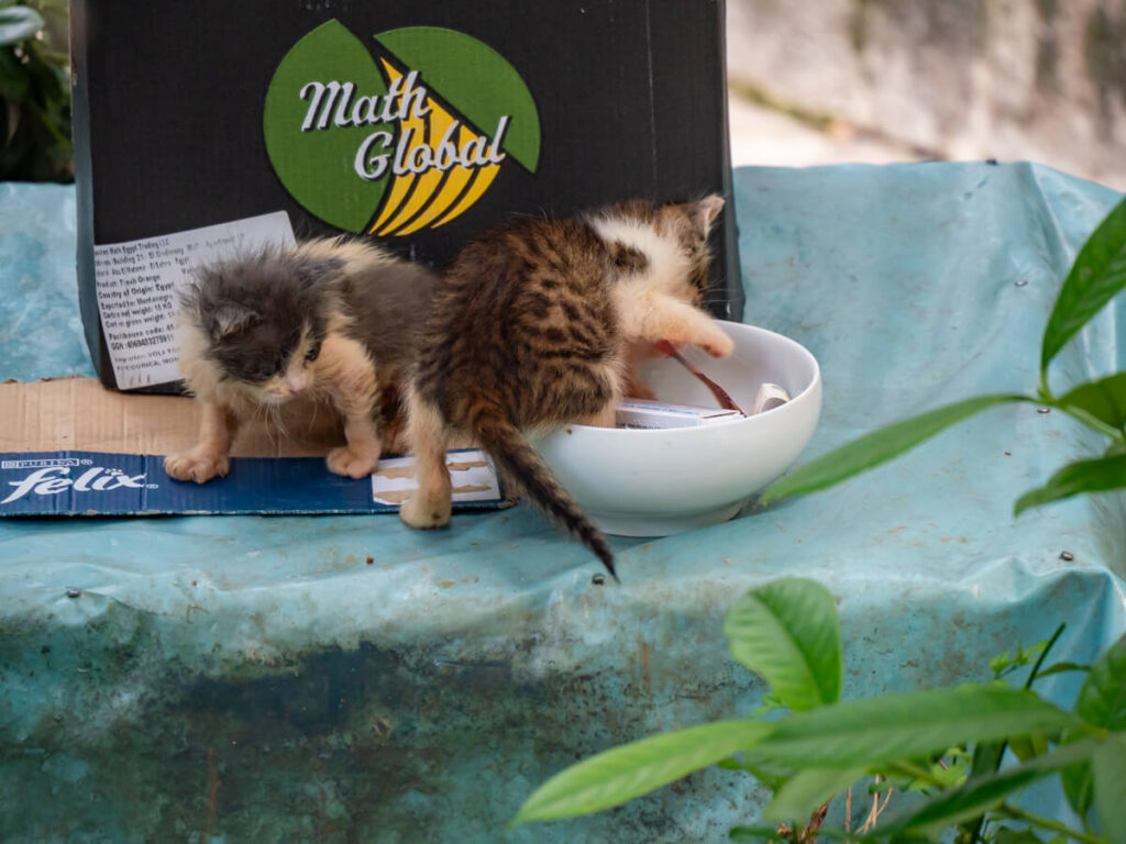 Kittens playing in a donation bowl in Cat Park in Kotor, Montenegro.