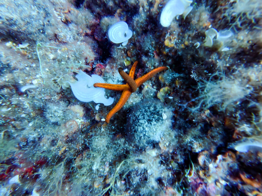 A bright orange starfish underwater, surrounded by lots of small corals.