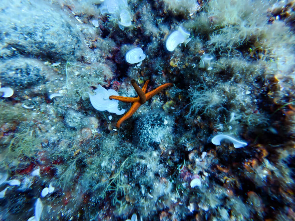 An orange star fish on a reef, seen while diving in Budva, Montenegro.