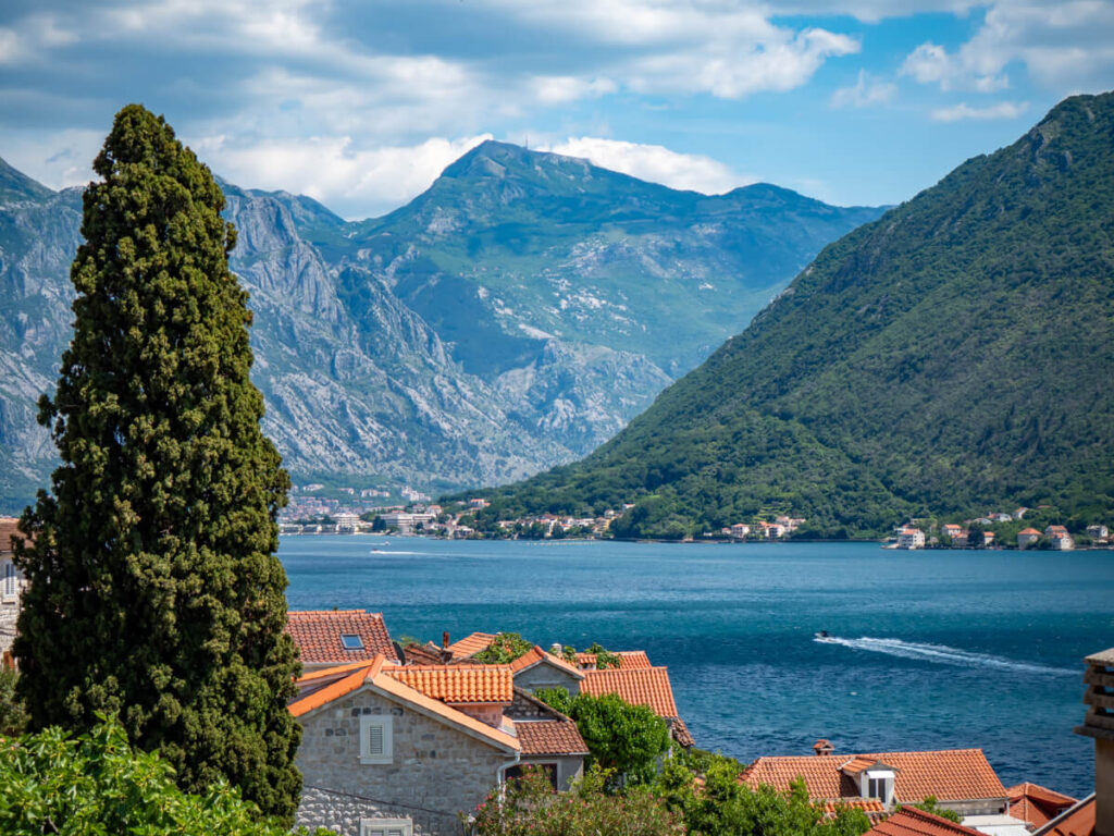 A tall tree in front of a view of the Bay of Kotor from a hill behind Perast.