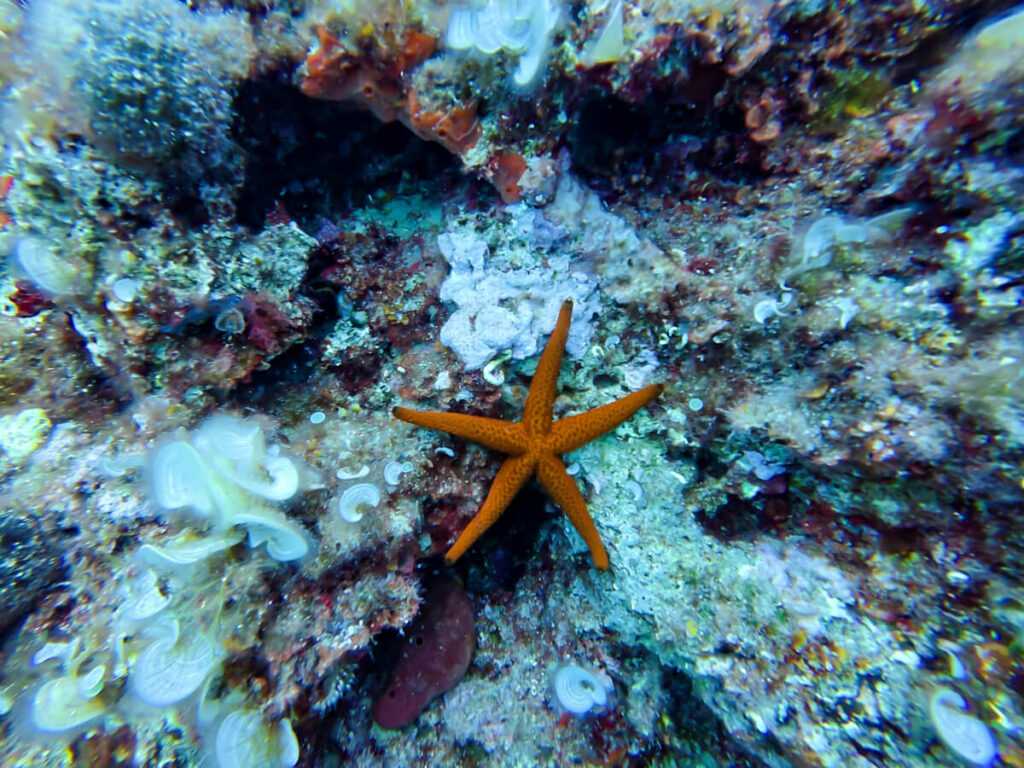 An orange starfish on a coral reef near Budva, Montenegro.