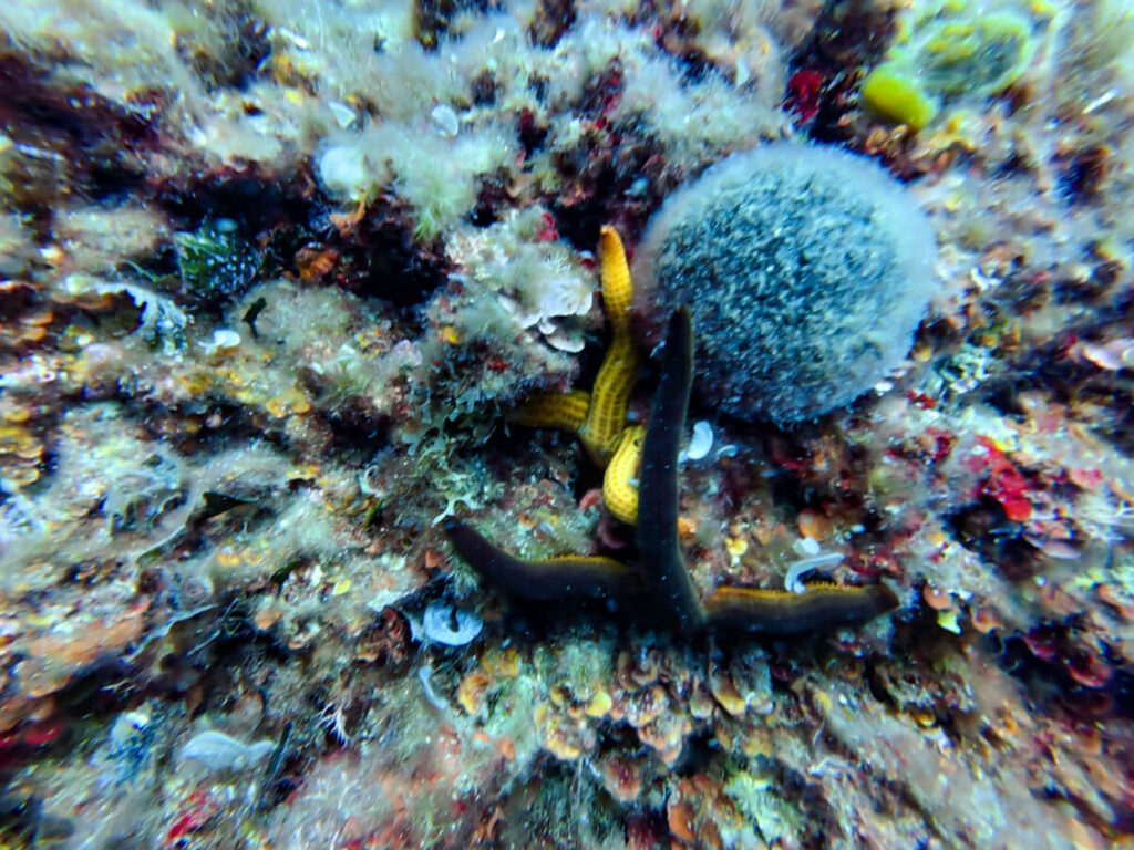 Two yellow starfish on a reef in Budva, Montenegro.
